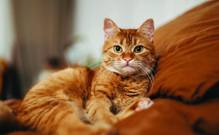 Pet Talk