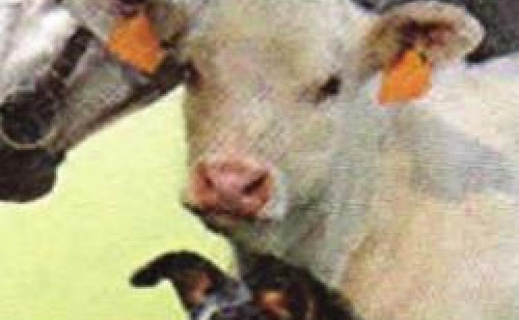 Pet
