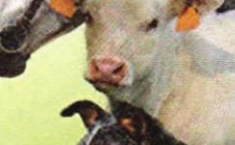 Pet