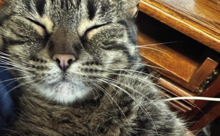 Pet Pic of the Week