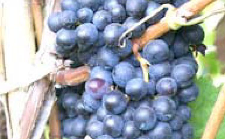 West Texas wines gaining notoriety