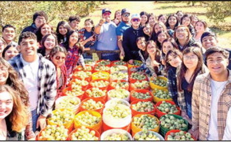 Dimmitt FCCLA students volunteered at the South Plains Food Bank apple orchard near Lubbock. They picked 120 buckets of apples, bagged and filled seven large containers of washed apples, and laughed and talked and giggled the whole time. The orchard staff was so sweet to the kids and answered so many questions. SPFB thanked the students for coming out to help. FCCLA also thanked the University Ave. restaurants for serving them lunch. (photo by Crystal Nino)