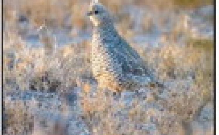Quail Season Outlook Surprisingly Decent Given Tough Summer