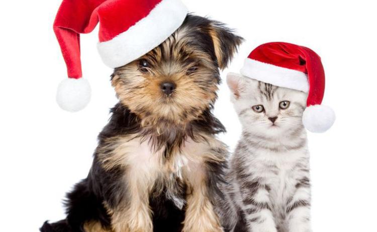 Pet Talk
