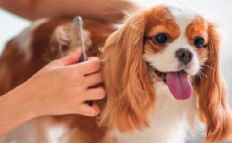 Pet