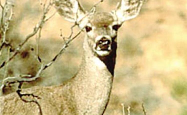 Game wardens increase mule deer patrols