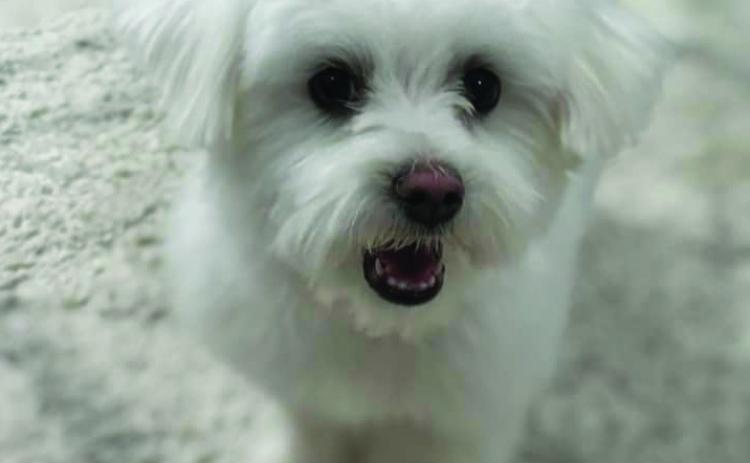 Cooper belongs to Annette Limas Villarreal. To enter your pet in the Hereford BRAND’s Pet Pic of the Week contest visit us on Facebook and submit your picture there. Winners receive a free one year online subscription to the Hereford BRAND or some Hereford BRAND merchandise. Winners need to come by 205 E. Park Avenue to the Brand office to claim their prize.