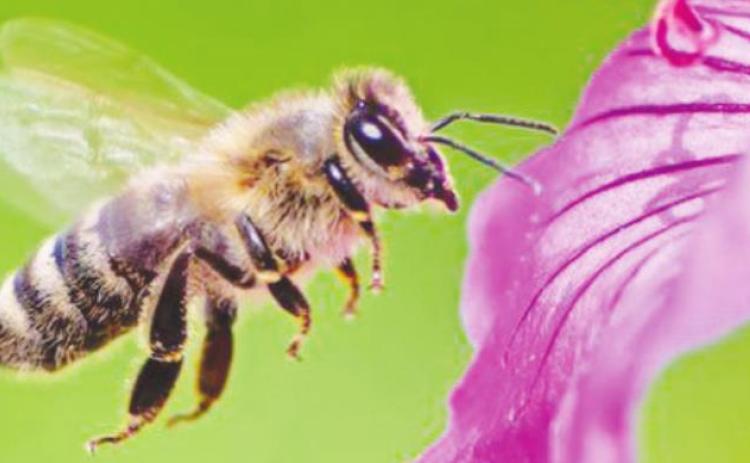 4-H Pollinator Habitat Ambassador training set