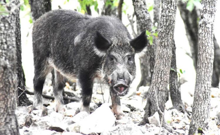 Texas leads in wild hog population