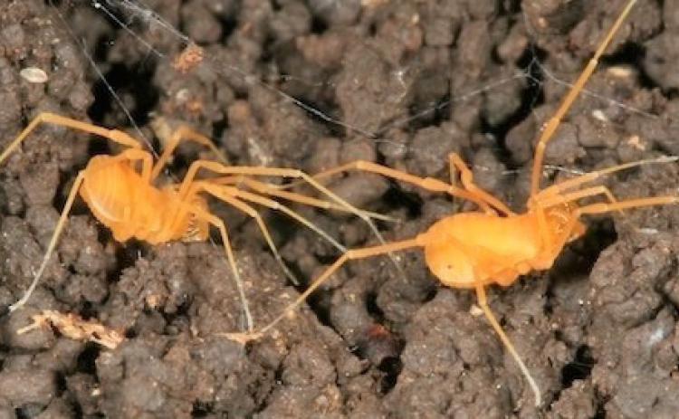 Feds claim control of land over arachnoid