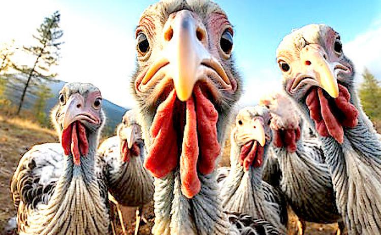 Turkey facts for Thanksgiving