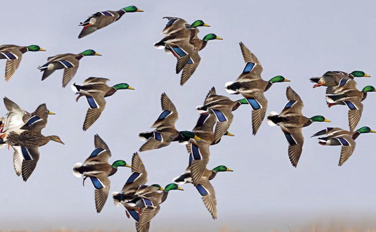 TRY FOR THE DRAKES--There are significantly more drakes than hens across all duck species. That's reason enough for duck hunters to try harder to bag drakes and leave hens. This swarm of mallards descending toward the decoys contains mostly drakes and few hens, reason enough to bag the greenheads and leave the Susies.