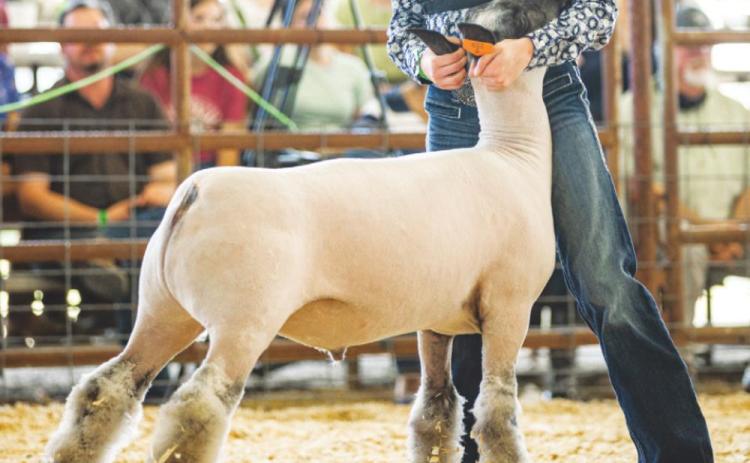 Naz Lamb Clinic, Jackpot