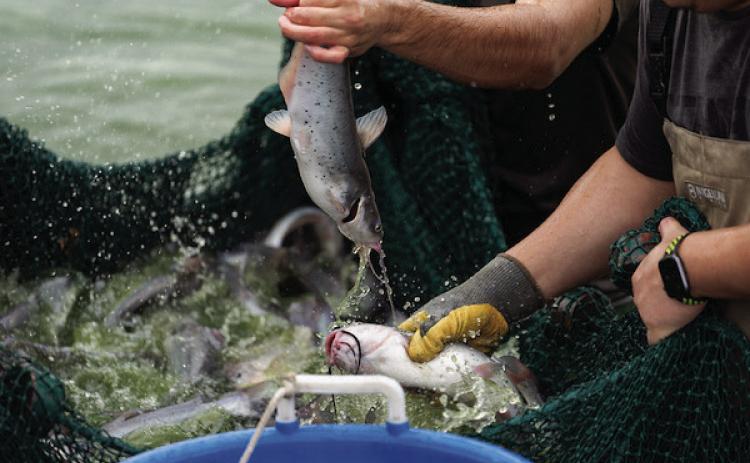 Production for Texas aquaculture remains steady, but producers have dealt with a host of challenges related to heat and drought, including higher water input costs, algal blooms and low dissolved oxygen levels due to high temperatures. (Laura McKenzie/Texas A&amp;M AgriLife)