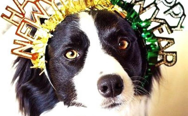 Barking in the New Year