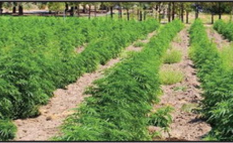 Hemp crops failing in Texas