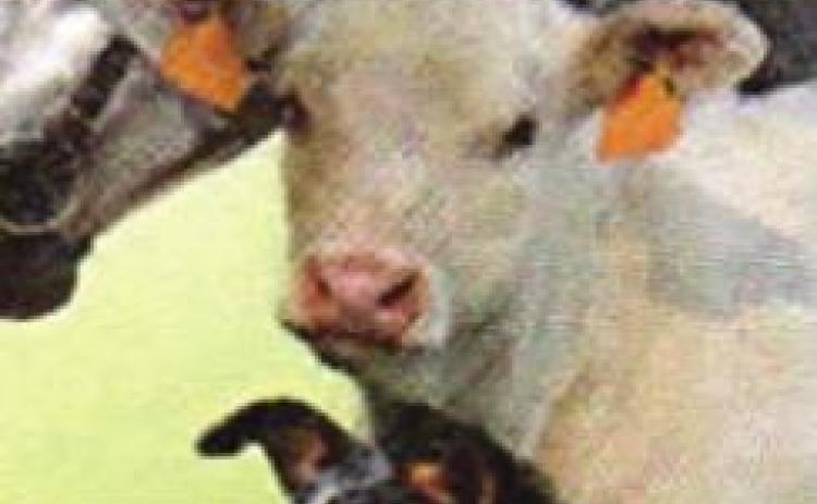 Pet