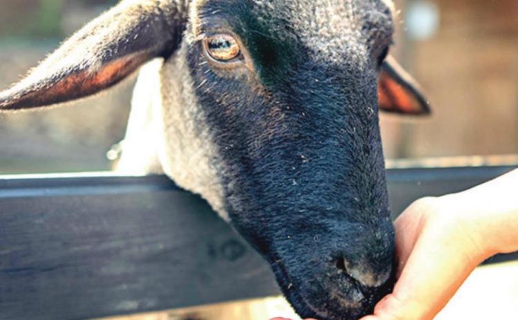 Pet
