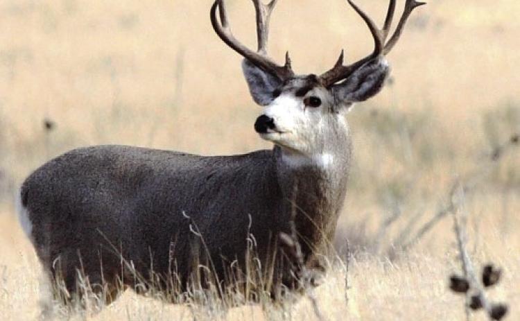 STEEL-GRAY ICON--If a good-antlered home-grown in the Panhandle mule deer buck like this one at the nearby Buffalo Lake National Wildlife Refuge doesn't get your heart pumping just a little bit, you could sadly be without a heart when in comes to appreciating outdoor wonders. Good moisture through the spring and summer months over much of the Panhandle bodes well for the upcoming mule deer season. (Photo by Brice West)