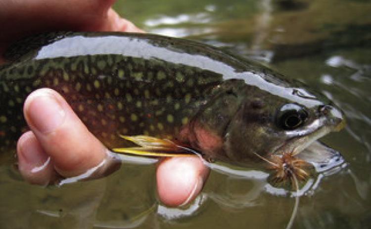EMERGING UNDERSTANDING-- The author was recently pondering bugs and emergers and metamorphosis while walking the dog, but in the context of streamside and instream insects emerging to be feasted upon by hard feeding trout, and the frantic efforts of anglers to match the hatch, not about a man transforming into an insect.