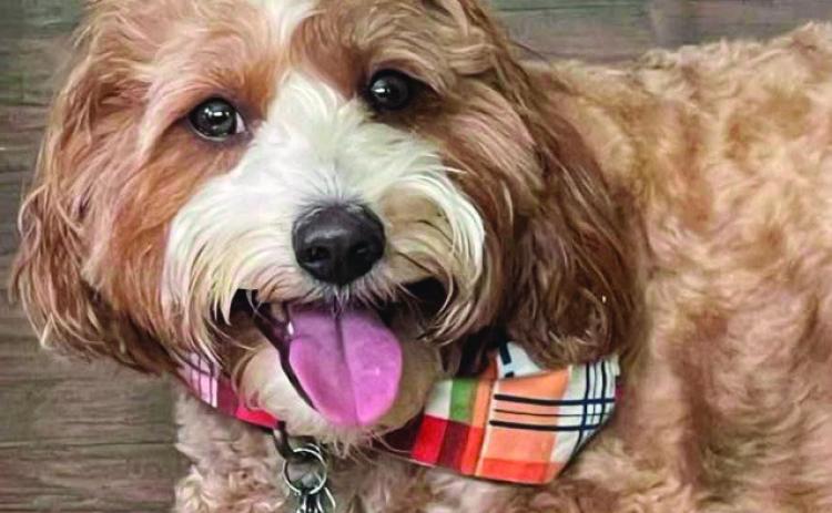 Jack Henry belongs to Terri Taylor. To enter your pet in the Hereford BRAND’s Pet Pic of the Week contest visit us on Facebook and submit your picture there. Winners receive a free one year online subscription to the Hereford BRAND or some Hereford BRAND merchandise. Winners need to come by 200 E. Park Avenue to the Brand office to claim their prize.