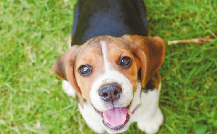 Safe Outdoor Dogs legislation passes out of senate committee