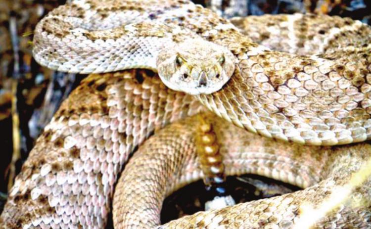 The Western diamondback is the most common rattlesnake to the West Texas region. Generally, poisonous snakes want no contact with humans and most snake bites are the result of humans being reckless or threatening to snakes
