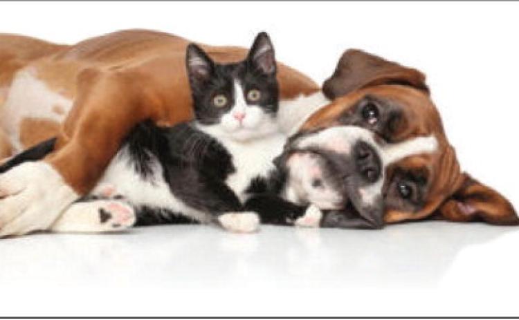 Pet Talk