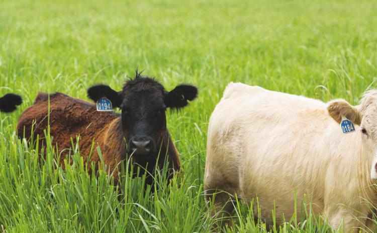 Beef cattle conference set