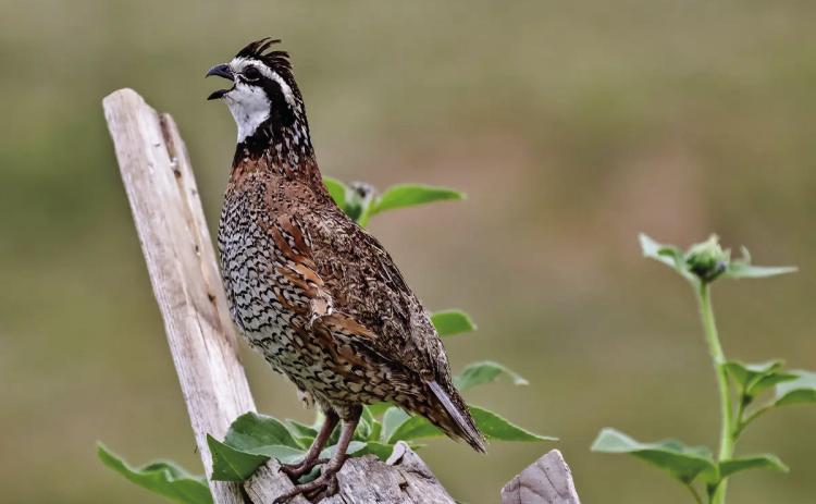 BETTER THAN EXPECTED--Road counts show that prospects for the 2026-2027 quail season in the Panhandle and Rolling Plains are better than expected given the dry roasting that occurred this summer. Quail season for both bobwhites and scaled quail opens November 1 and continues through February 28, 2027.