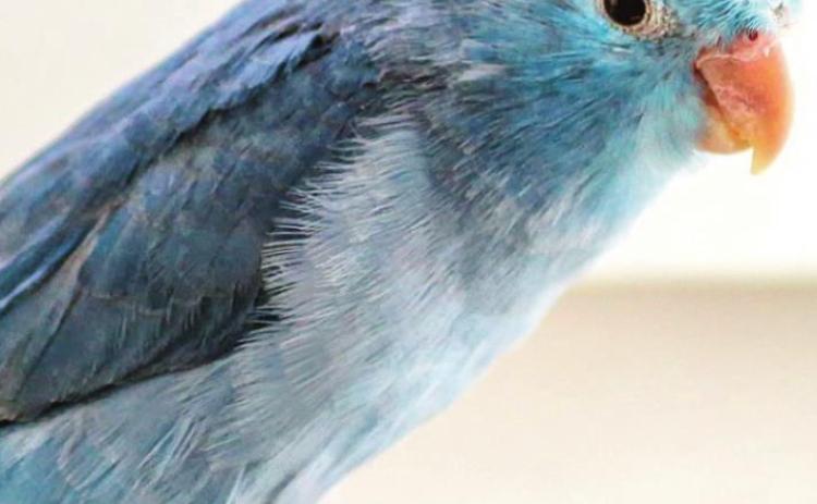 Pet