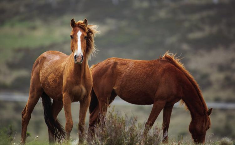 PASTURE TALK
