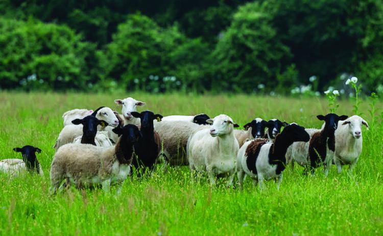 The sheep and goat market has experienced typical seasonal supply and demand forces that are driving prices higher. (Michael Miller and Courtney Sacco/Texas A&amp;M AgriLife)