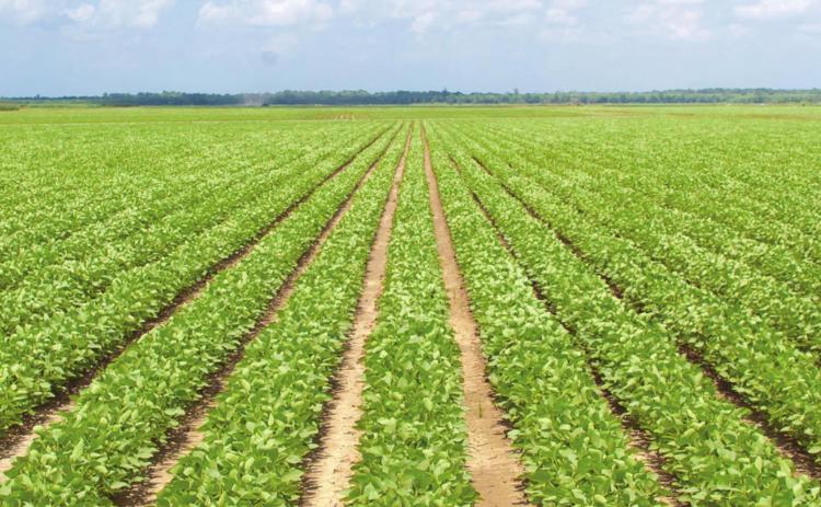 FSA reminds producers to file crop acreage reports