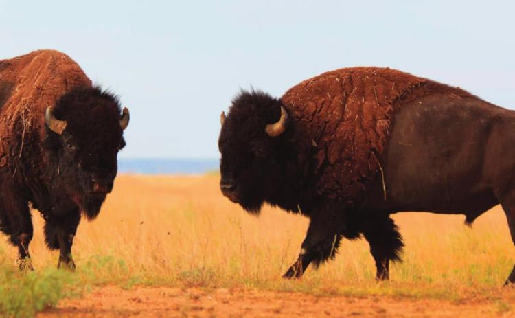 The Official Texas State Bison Herd at Caprock Canyons represents the last remaining examples of the Southern Plains variety.