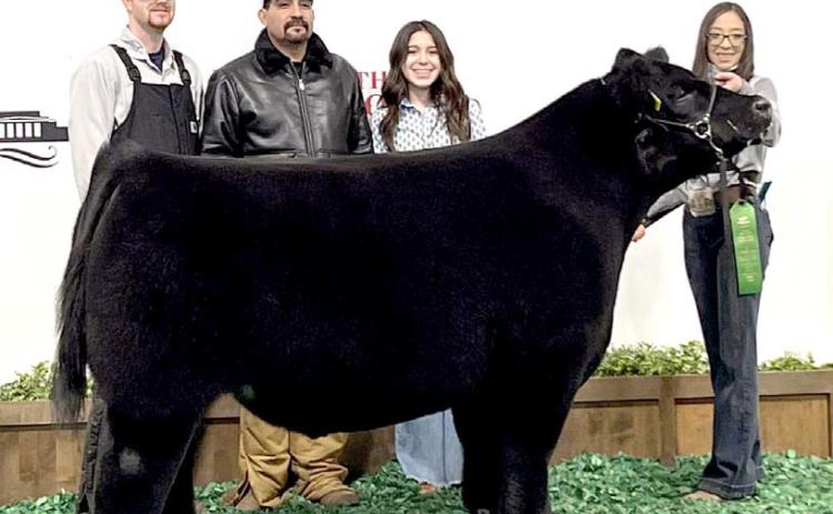 Nazareth FFA Kaimy Chaviera placed sixth with her Euro Cross Steer at the Fort Worth Stock Show.