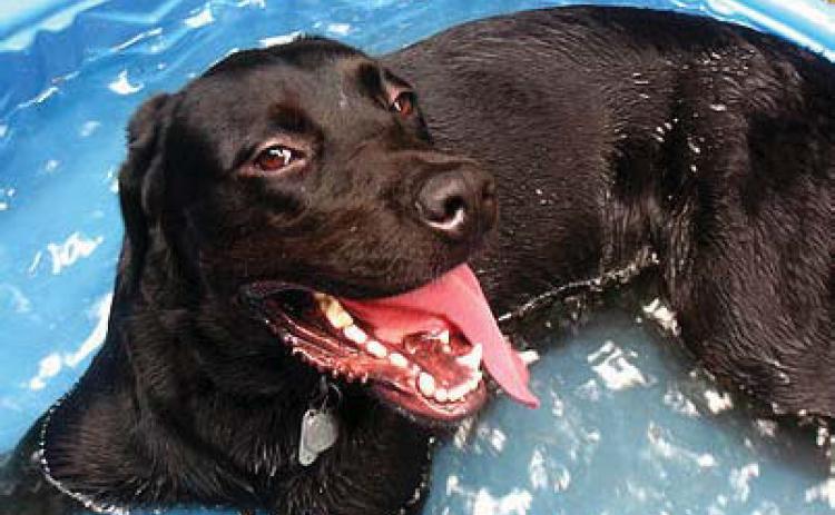 Dogs prone to heat stroke in summer