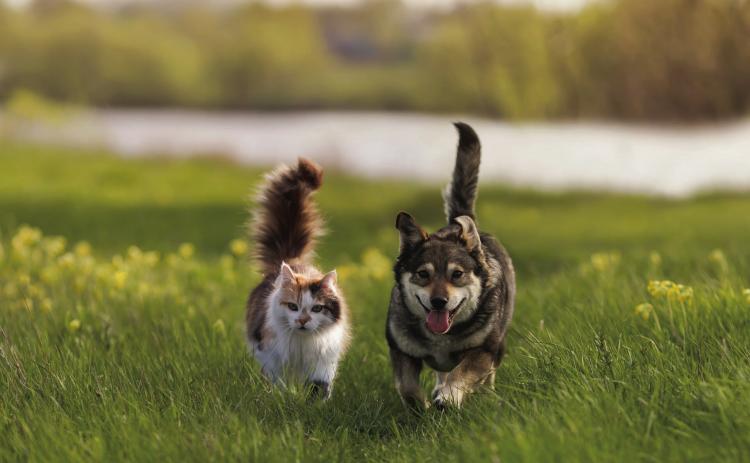 Pet Talk
