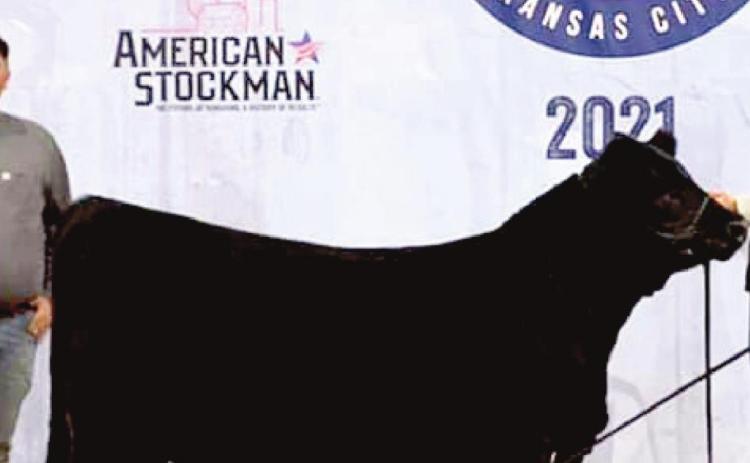 (Photo Above) Naz FFA Landry Kleman won his Limousin heifer class at the American Royal Livestock Show in Kansas City this past weekend. The American Royal is one of the premier stock shows in the country.