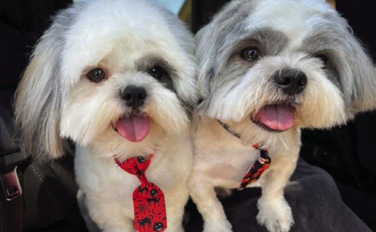 These pups belong to Claudia Holguin Hinojosa. To enter your pet in the Hereford BRAND’s Pet Pic of the Week contest visit us on Facebook and submit your picture there. Winners receive a free one year online subscription to the Hereford BRAND or some Hereford BRAND merchandise. Winners need to come by 205 E. Park Avenue to the Brand office to claim their prize.