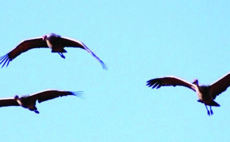 HOPED-FOR PRIZES--At first light, if luck is right, and questing hunters are well hidden, trilling sandhill cranes may come, low and back-flapping into the decoys with feet down. (Photo by Jim Steiert)