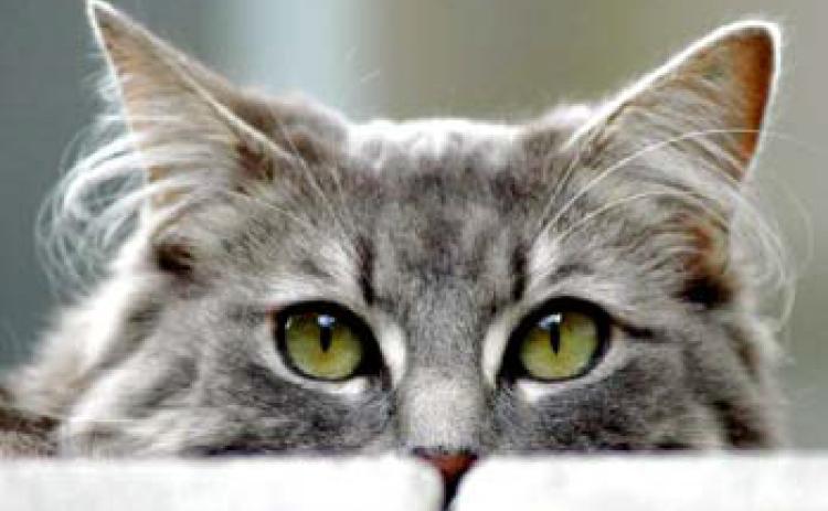 Pet Talk
