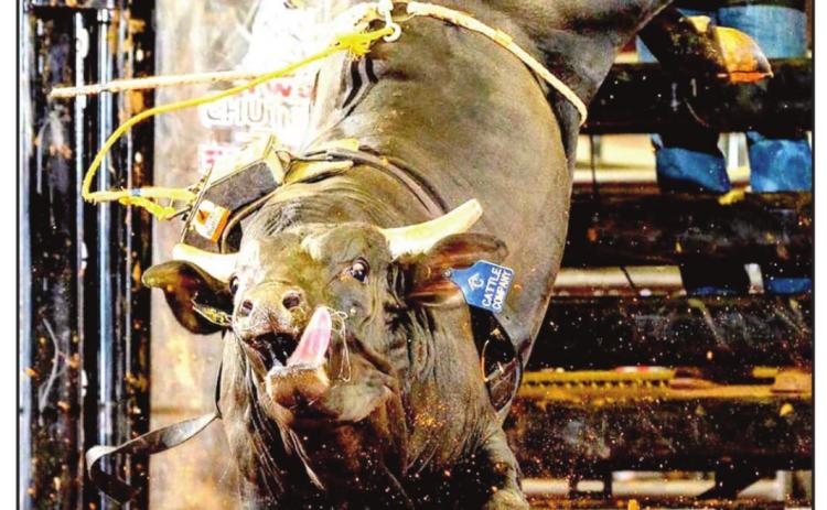Amarillo bucking bull “Hey Bartender” competes for top bull.